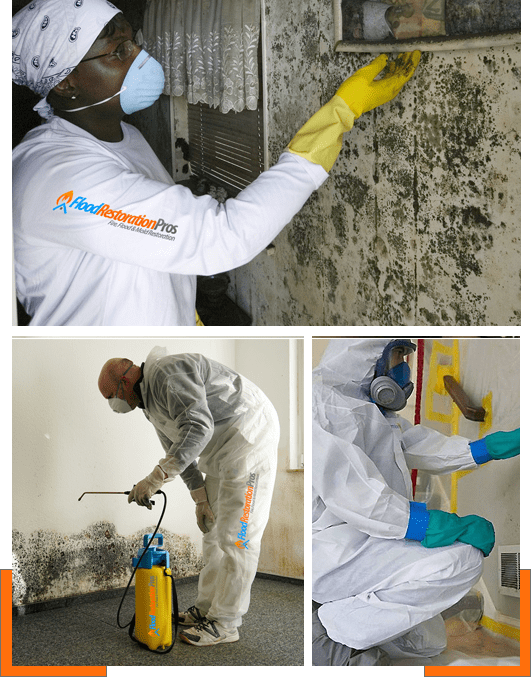 Mold Remediation Services Serious Health Concerns