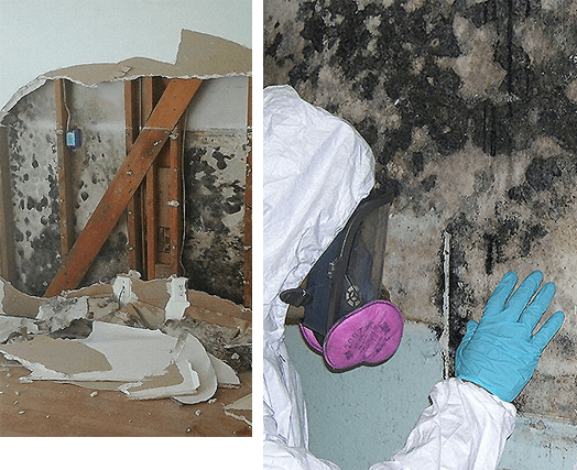 Mold Remediation Services Your Home