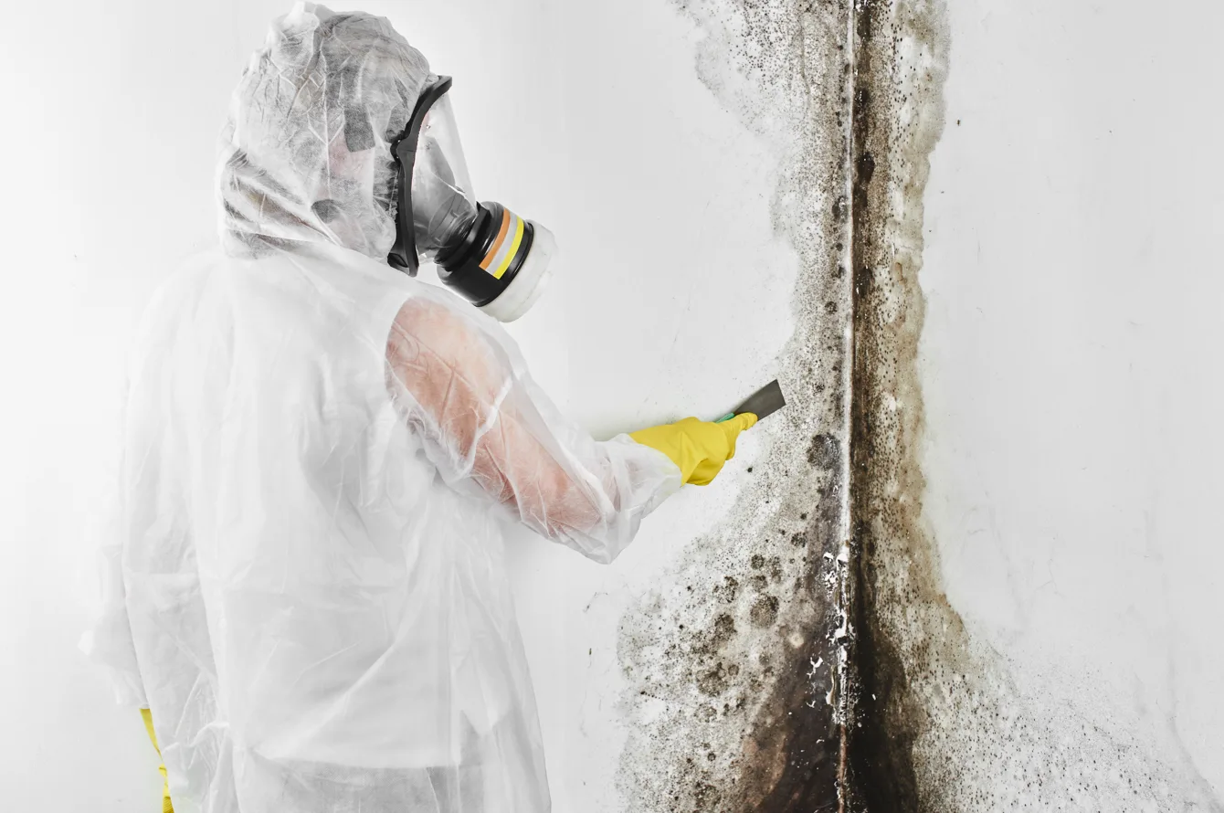 Step-by-Step Mold Remediation Process for Homes