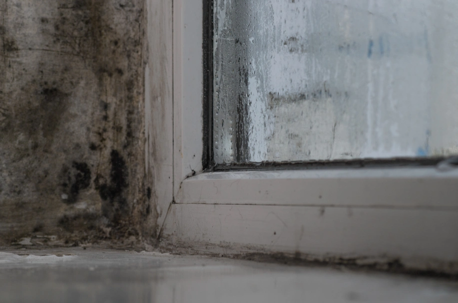 How Quickly Mold Can Grow After Water Damage?